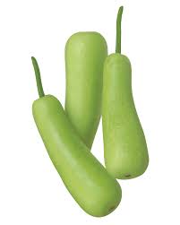 Long Squash