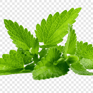 Mint (Each)