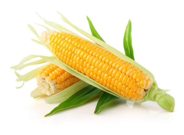 Sweet Corn /"Each"