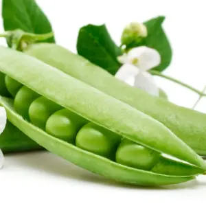 Green Peppu /LB