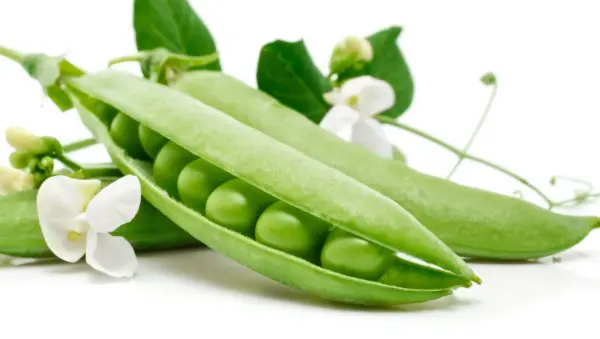 Green Peppu /LB
