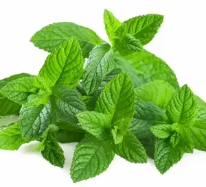 Mint